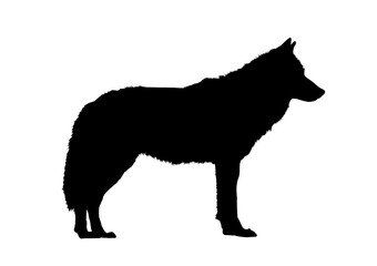 Wolf silhouette - vector illustration