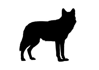 Wolf silhouette - vector illustration