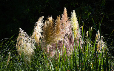 Sunlit pampas grass on dark plant background
