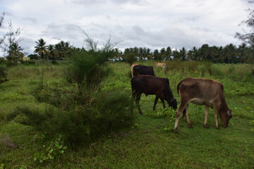 Cattle grazing on fresh grass by the Bakkhali Riverbank afforestation with casuarina and coconut trees, Cox’s Bazar Bangladesh during monsoon season