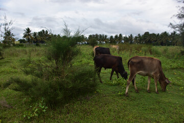 Cattle grazing on fresh grass by the Bakkhali Riverbank afforestation with casuarina and coconut trees, Cox&rsquo;s Bazar Bangladesh during monsoon season