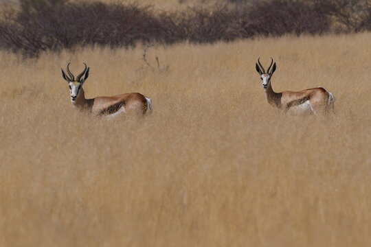 Pareja de gacelas Thomson, AMEIB, USAKOS, NAMIBIA