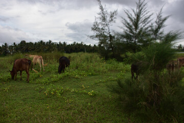 Cattle grazing on fresh grass by the Bakkhali Riverbank afforestation with casuarina and coconut trees, Cox’s Bazar Bangladesh during monsoon season