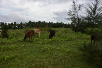 Cattle grazing on fresh grass by the Bakkhali Riverbank afforestation with casuarina and coconut trees, Cox’s Bazar Bangladesh during monsoon season
