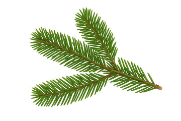 Spruce tree branch with green needles for christmas and winter season decor, transparent background