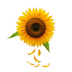 Obraz premium Vibrant sunflower beaming with warmth, scattering golden petals, symbolizing summer's joy and natural beauty in a fresh, airy composition