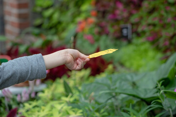A child extending arm out holding a scented card on his hand for butterflies to stand on.