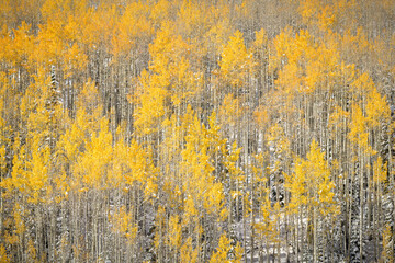 Golden Aspen Morning