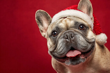 Festive French Bulldog in Santa Hat happy dog red background Christmas pet portrait