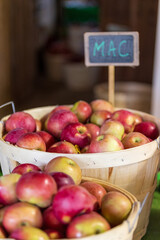 basket of Macintosh apples, recently harvested, ready to eat