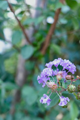 淡い紫色の百日紅とつぼみのマクロ撮影