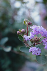 初夏に咲くサルスベリの美しいクローズアップ