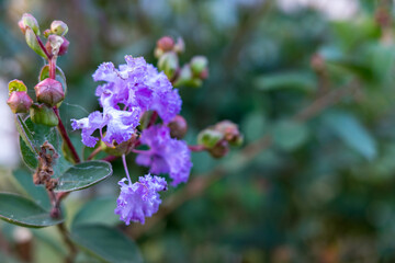 初夏に咲くサルスベリの美しいクローズアップ