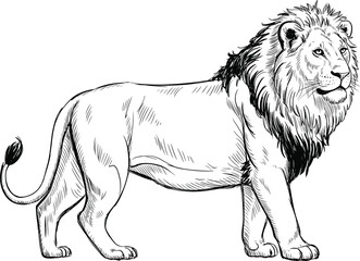 Lion sketch, vector illustration, wild animal drawing, black background, majestic pose, powerful stance, side view, hand drawn, wildlife art © Jisan World