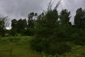 Riverbank afforestation with casuarina and coconut trees along Bakkhali River, Cox’s Bazar Bangladesh – climate resilience and green conservation landscape