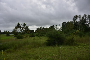 Obraz premium Riverbank afforestation with casuarina and coconut trees along Bakkhali River, Cox’s Bazar Bangladesh – climate resilience and green conservation landscape