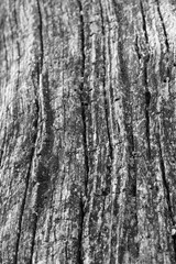 Black and white old cracked wood material texture. Background for banner, backdrop or texture