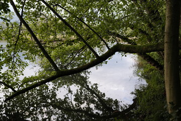 Obraz premium VEGETAZIONE SUL FIUME
