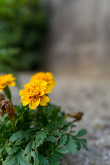 ナチュラルガーデンのマリーゴールド