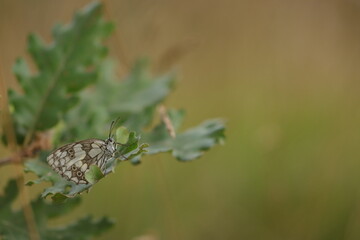 Una farfalla galatea