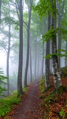 Misty forest path