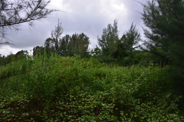 Riverbank afforestation with casuarina and coconut trees along Bakkhali River, Cox’s Bazar Bangladesh – climate resilience and green conservation landscape