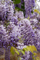 A mesmerizing close-up of vibrant purple wisteria cascades, showcasing the delicate clusters of flowers in full spring bloom.