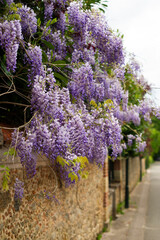 Cascading purple wisteria flows over a textured stone wall, bringing a burst of color and natural beauty to a scenic street in the Parisian region.