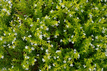 a little white flower among its lush green leaves, green leaves background, Taiwanese willow tree