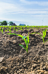 A closeup view of young corn seedlings emerging from rich soil in a farmland field under clear skies