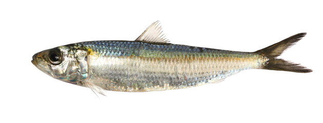 Sardine fish isolated on white background, clipping path