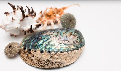Collection of exotic seashells with unique spiky shapes and natural textures, arranged on a light background, ideal for marine and summer themed designs.