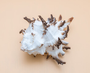 Collection of exotic seashells with unique spiky shapes and natural textures, arranged on a light background, ideal for marine and summer themed designs.