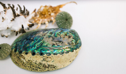 Collection of exotic seashells with unique spiky shapes and natural textures, arranged on a light background, ideal for marine and summer themed designs.