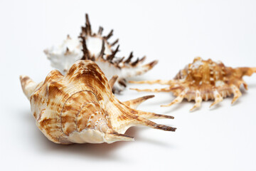 Collection of exotic seashells with unique spiky shapes and natural textures, arranged on a light background, ideal for marine and summer themed designs.