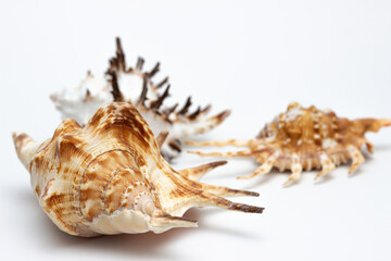 Collection of exotic seashells with unique spiky shapes and natural textures, arranged on a light background, ideal for marine and summer themed designs.