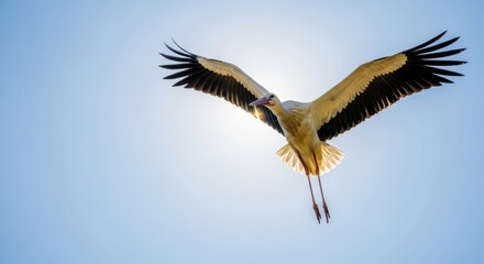 A white stork soars through a bright sky with wings fully extended in flight against the sun's glare © Nimra