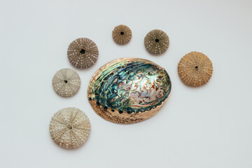 Collection of exotic seashells with unique spiky shapes and natural textures, arranged on a light background, ideal for marine and summer themed designs.