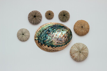 Collection of exotic seashells with unique spiky shapes and natural textures, arranged on a light background, ideal for marine and summer themed designs.