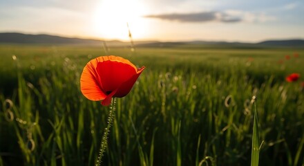 Red Poppy in a Field at Sunset.