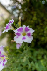夏に咲く鮮やかなペチュニアの花