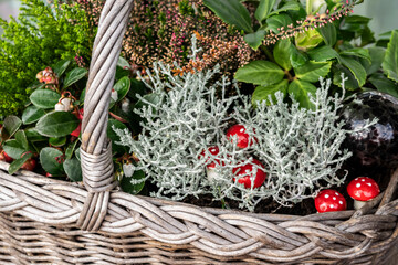 flower arrangement garden decoration for Christmas with winter plants and decorative red and white dotted fly agarics, selective focus