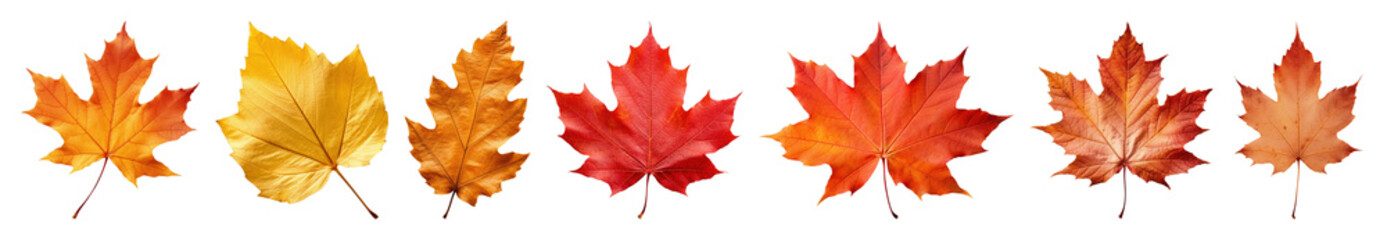 Fototapeta premium PNG Colorful autumn leaves border, element set on transparent background