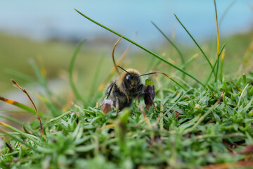 Bumblebee face close-up with blurred sea in background 