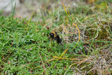Bumblebee in the grass close-up in summer meadow