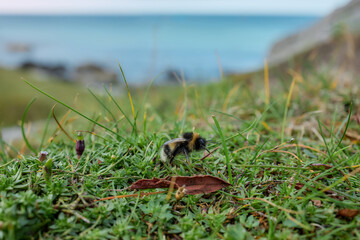 Bumblebee in profile on grass with sea and mountain view