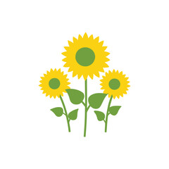 Vibrant blooming sunflowers illustration on white background