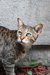 Closeup of a majestic savannah cat. Focused, fierce, and photogenic.