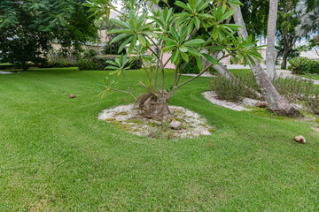 Geometric garden design with clean symmetry. Palm accents add flair.
