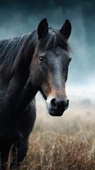 Obraz premium Majestic black horse stands proudly in a misty field during early morning hours